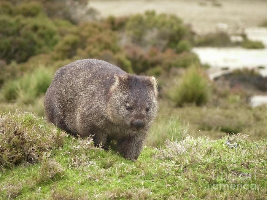 Wildlife Photograph - Wombat Tasmania #1 by Teresa A and Preston S Cole Photography