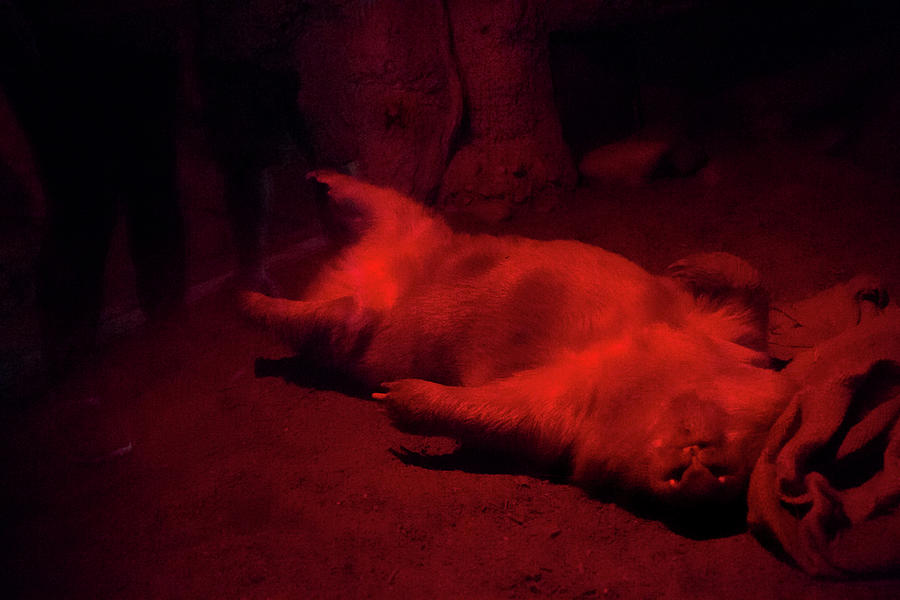 Wombat Under Red Light Photograph by Miroslava Jurcik