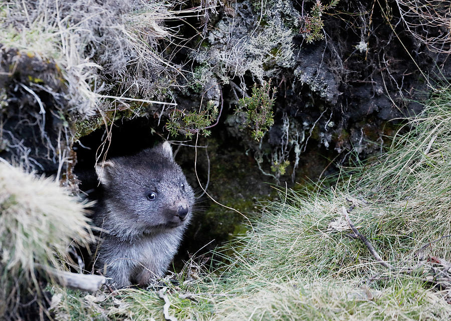 Wombat Joey Photograph by Nicholas Blackwell