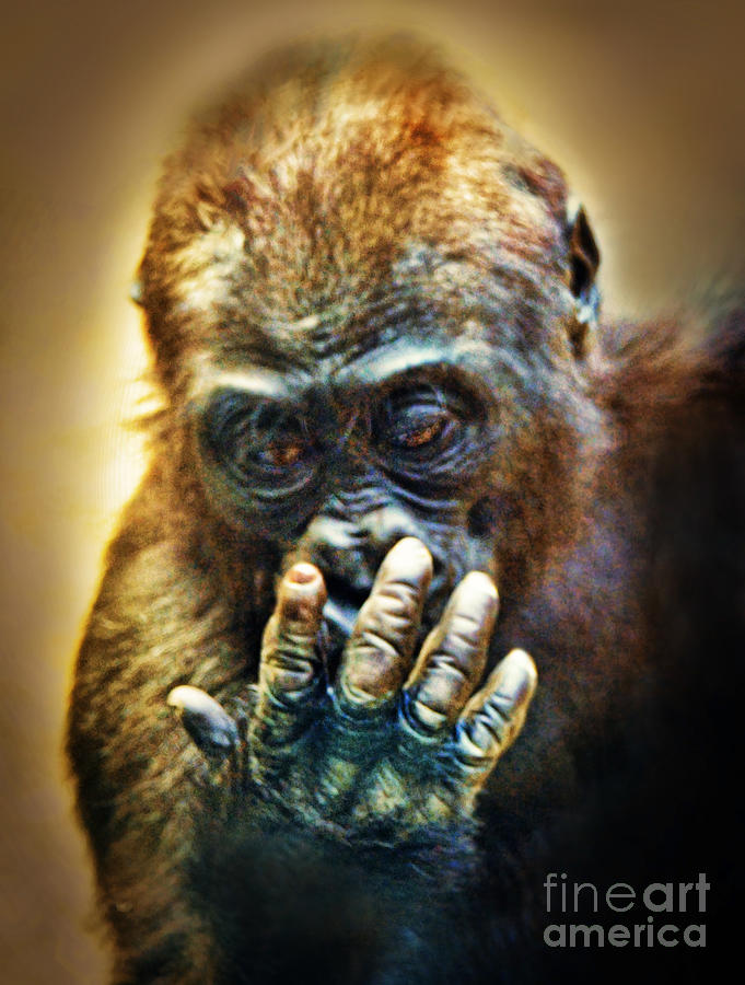 Ape Digital Art - Wonder by Jim Fitzpatrick