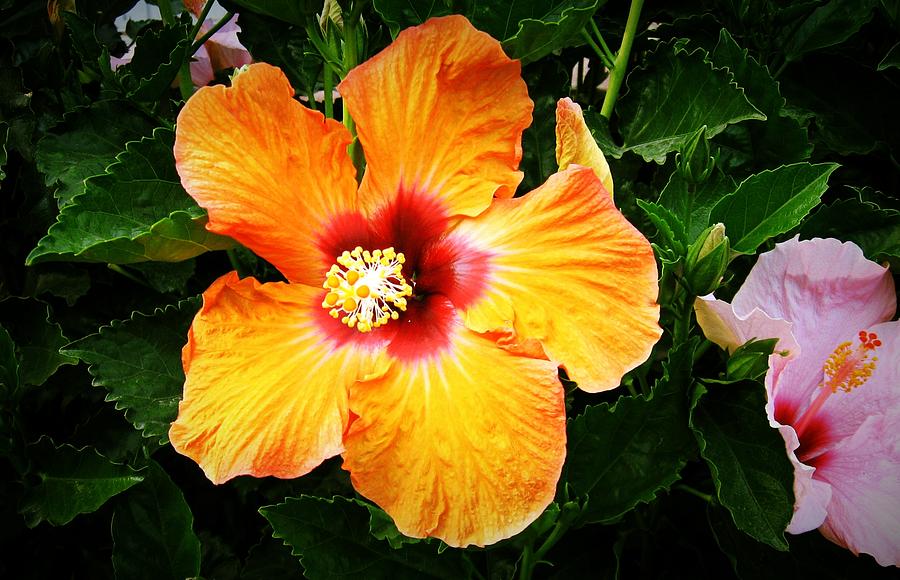 Wonder Of Color by Max DeBeeson Wonder Of Color by Max DeBeeson