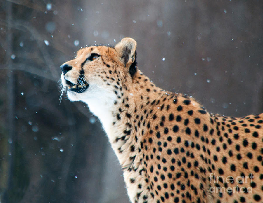 Wonder of Snow by Lula Adams Wonder of Snow by Lula Adams