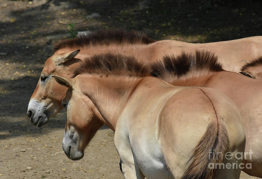 Wonderful Abundance of Mongolian Horses with Cool Manes Photograph by DejaVu Designs
