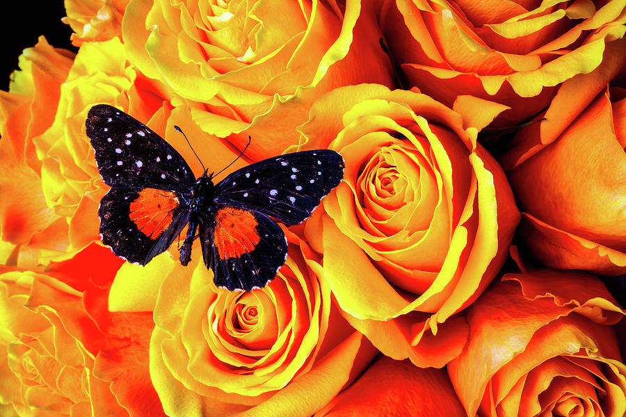 Wonderful Black Orange Butterfly Photograph by Garry Gay