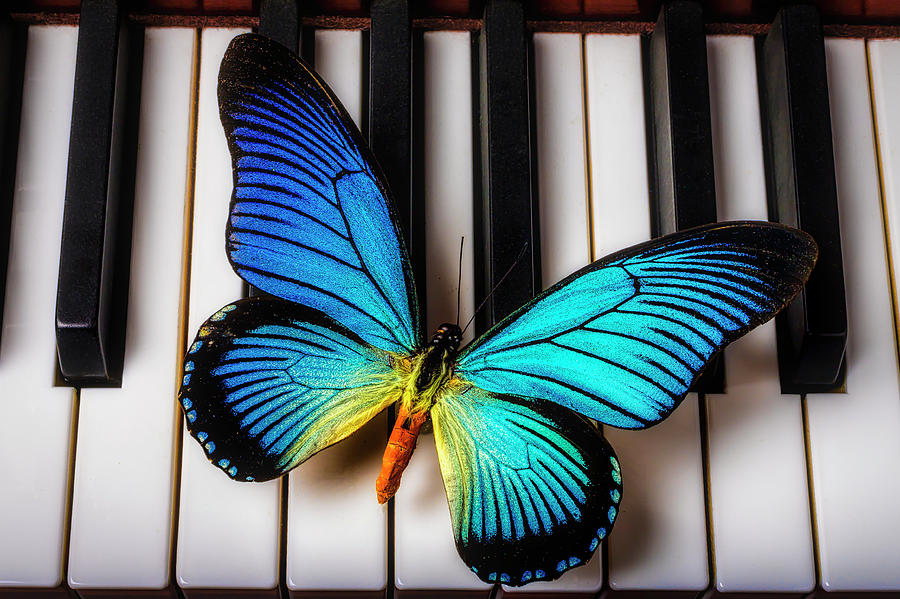 Wonderful Blue Butterfly On Keys Photograph by Garry Gay