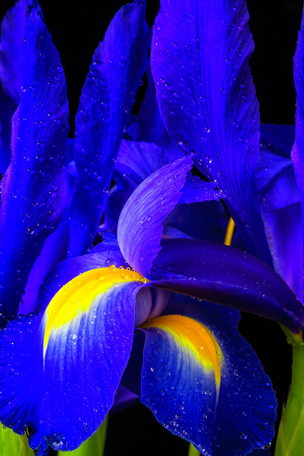 Flower Photograph - Wonderful Blue Iris Flowers by Garry Gay