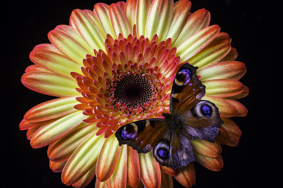 Daisy Photograph - Wonderful Butterfly On Daisy by Garry Gay