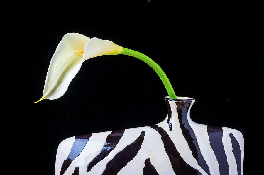 Flower Photograph - Wonderful Cala Lily In Striped Vase by Garry Gay
