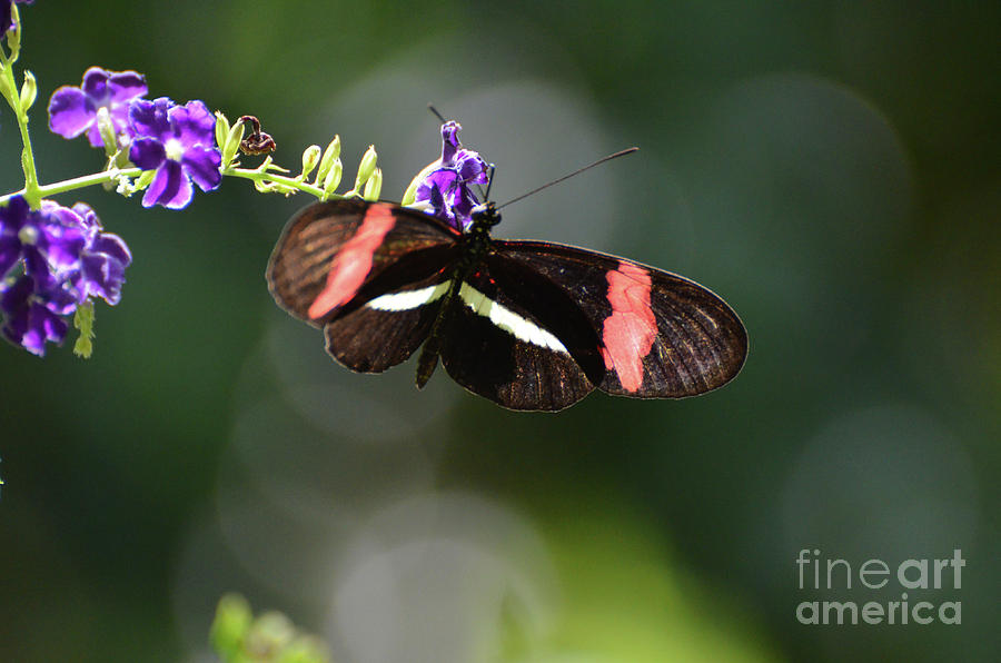 Wonderful Capture of a Postman Butterfly With Wings Spread Photograph by DejaVu Designs