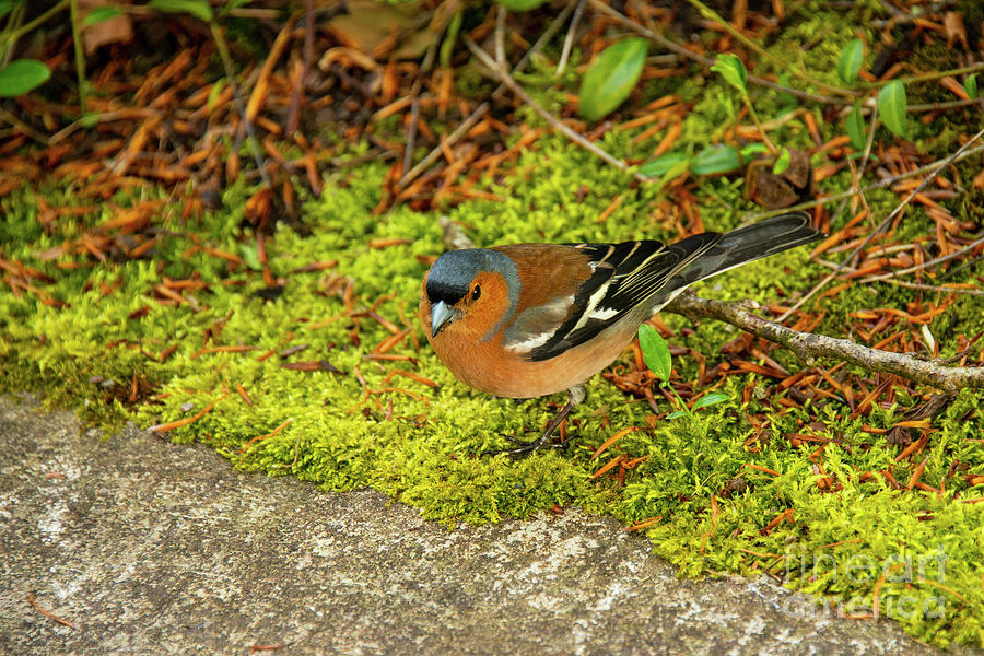Wonderful Chaffinch Colors Photograph by Bob Phillips