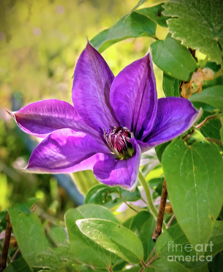 Wonderful Clematis Photograph by Robert Bales