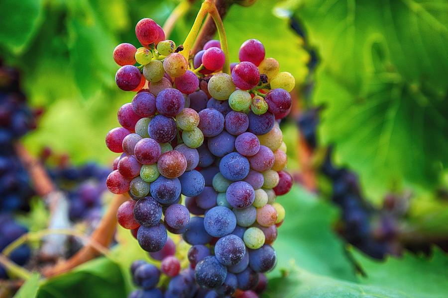 Grape Photograph - Wonderful colors by Lynn Hopwood