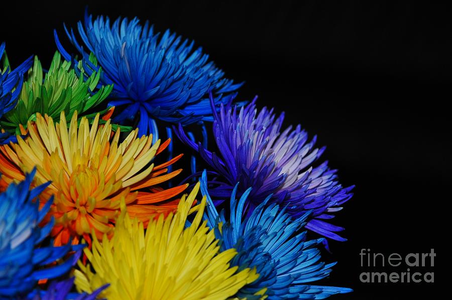 Still Life Photograph - Wonderful Colors of Life. Enjoy Each Colors of Life, Inspirational Image by Akshay Thaker