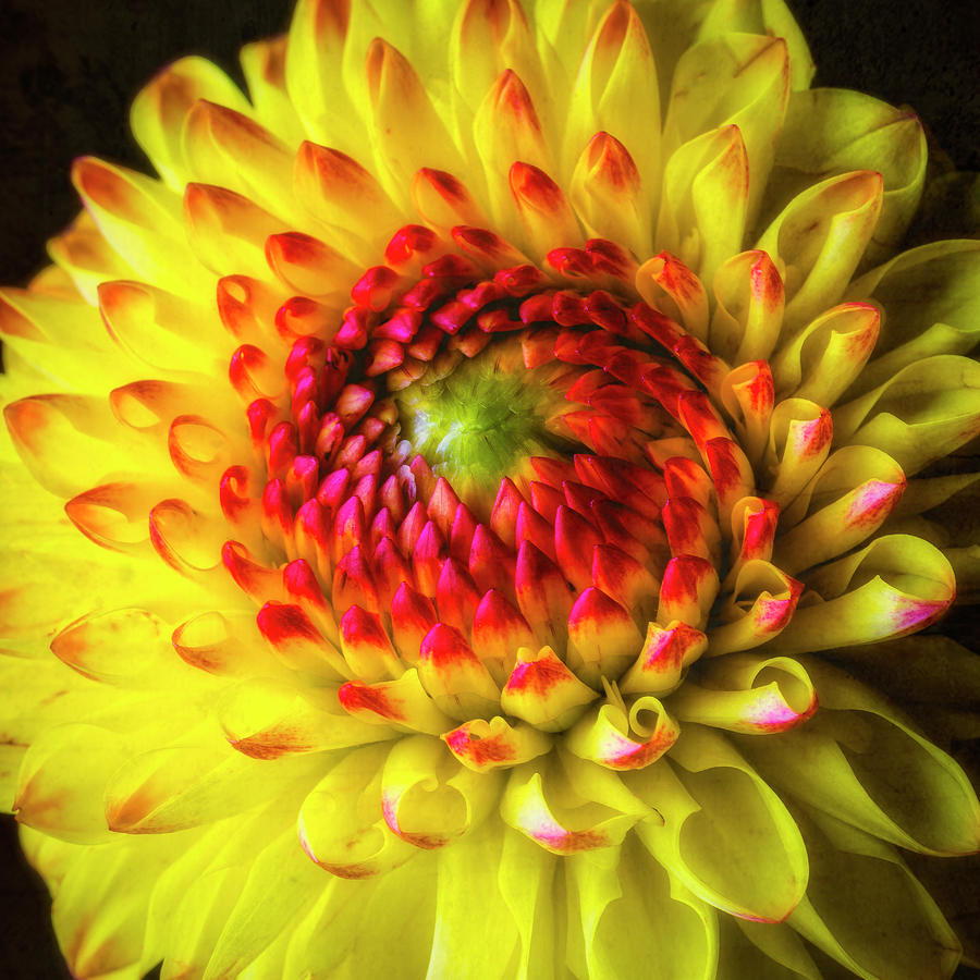 Wonderful Dahlia Close Up Photograph by Garry Gay