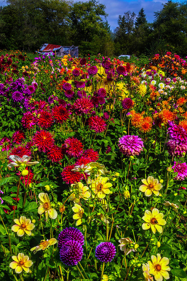 Wonderful Dahlia Garden Photograph by Garry Gay