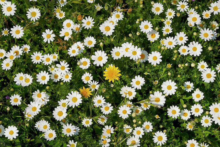 Wonderful daisies at the mountains Photograph by Guido Montanes ...