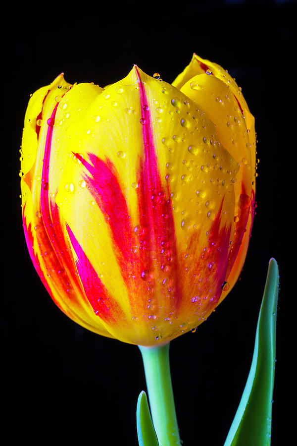 Wonderful Dew Covered Tulip Photograph by Garry Gay
