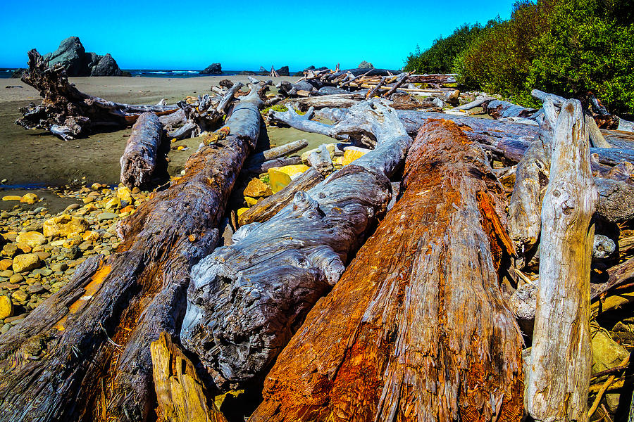 Wonderful Driftwood Photograph by Garry Gay