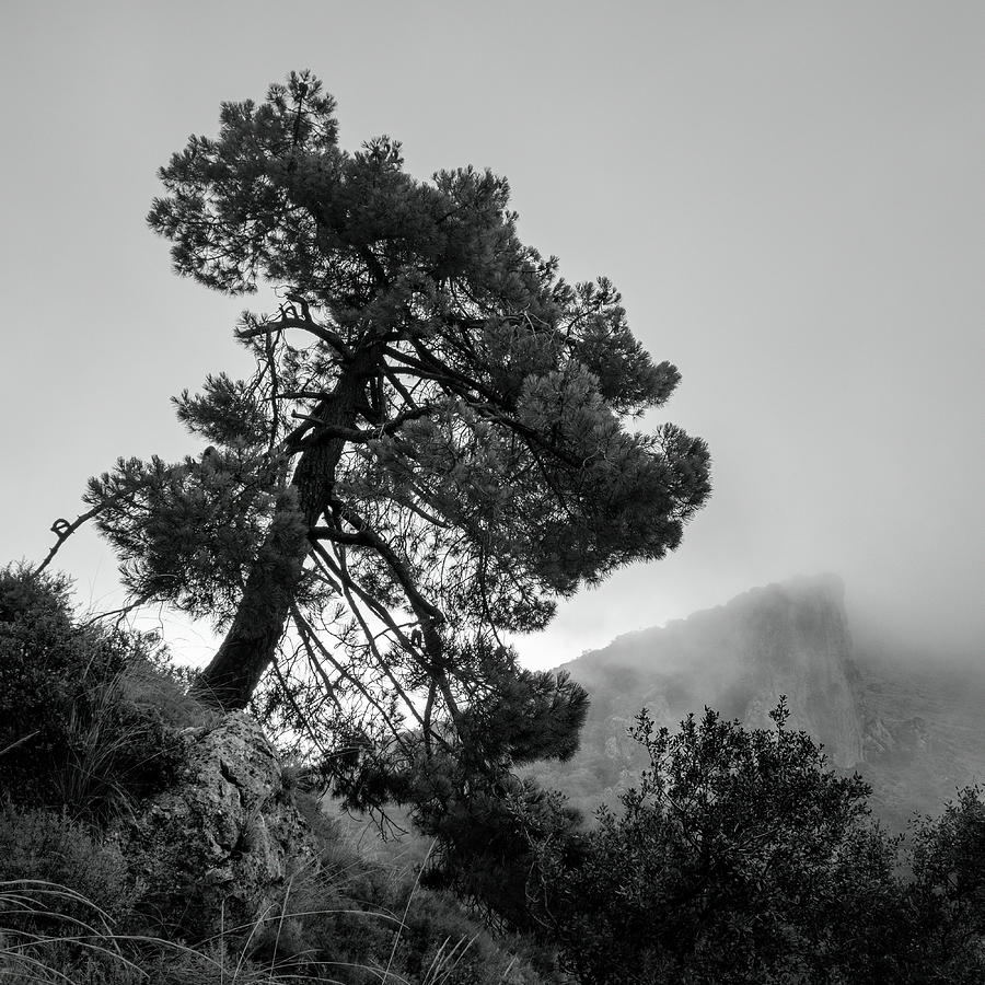 Tree Photograph - Wonderful foggy tree by Guido Montanes Castillo
