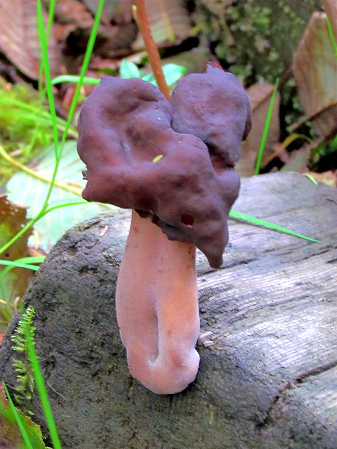 Wonderful Fungi - Mushroom - Ruby Beach Photograph by Marie Jamieson