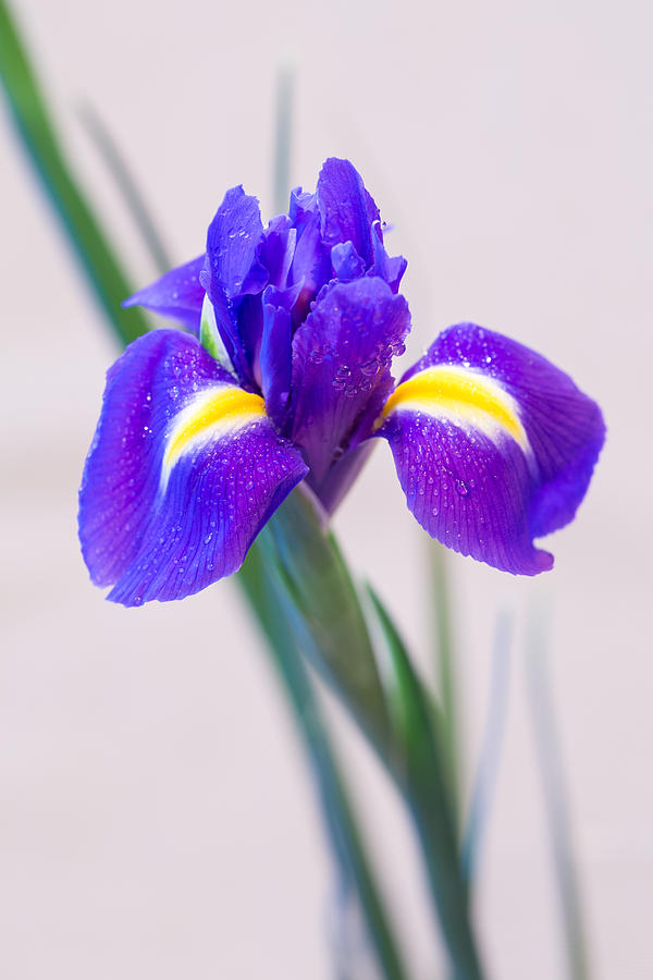 Wonderful Iris With Dew Photograph