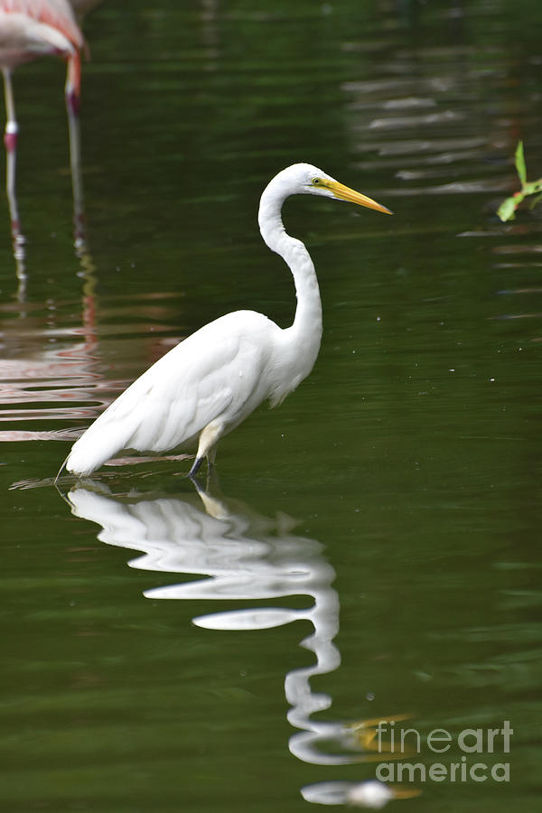Wonderful Look at a White Heron in a Pond Photograph by DejaVu Designs