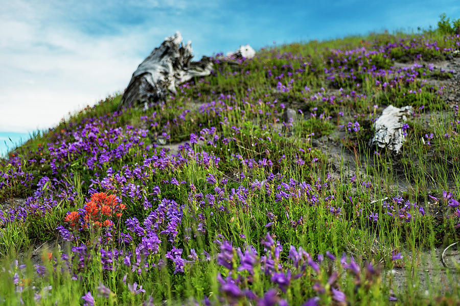 Wonderful Mt Saint Helens Panorama View With Wildflowers In Summer Time ...