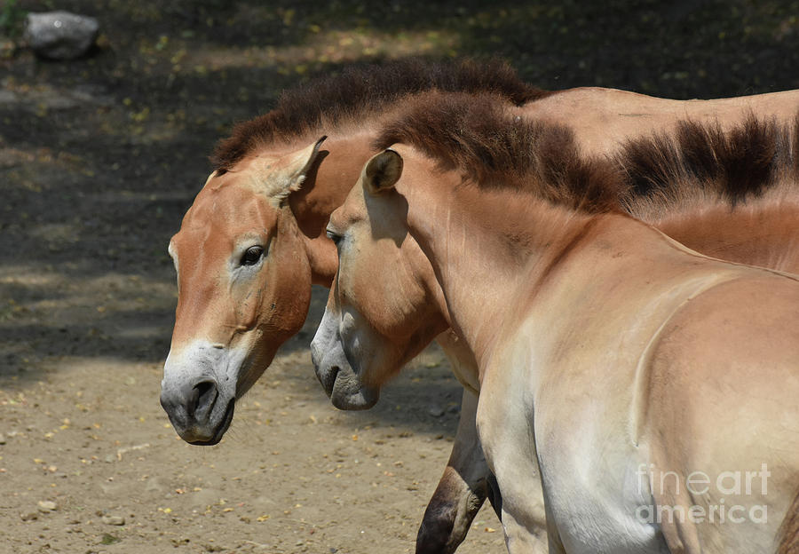 Wonderful Pair of Large Brown Mongolian Horses Photograph by DejaVu Designs