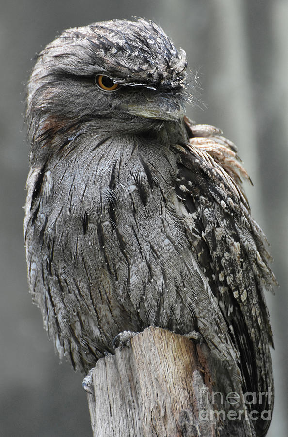 Wonderful Patterned Feathers on a Tawny Frogmouth Bird Photograph by DejaVu Designs