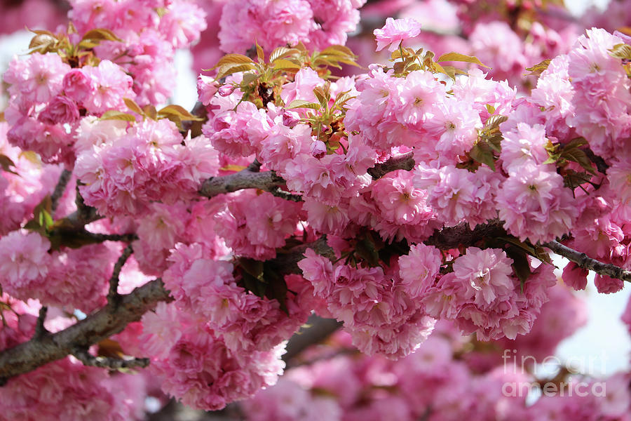 Wonderful Pink Blossoms Photograph by Carol Groenen