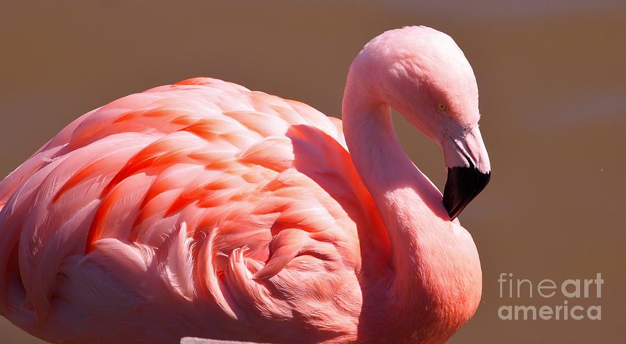 Wonderful Pink Flamingo Photograph