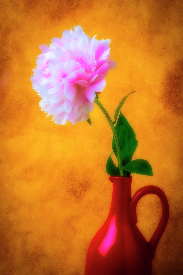 Wonderful Pink Peony Photograph by Garry Gay