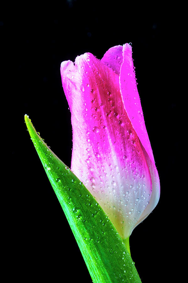 Wonderful Pink Tulip Photograph by Garry Gay