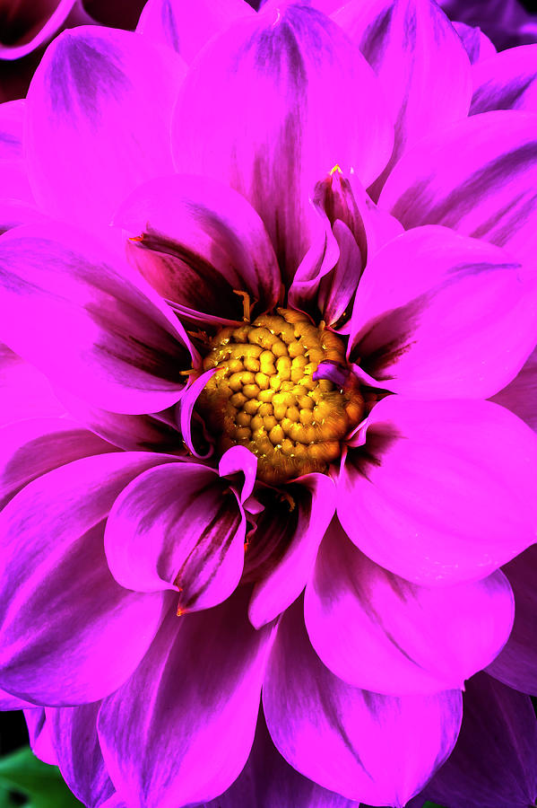 Still Life Photograph - Wonderful Purple Dahlia by Garry Gay