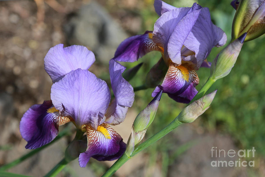 Wonderful Purple Irises Photograph by Carol Groenen