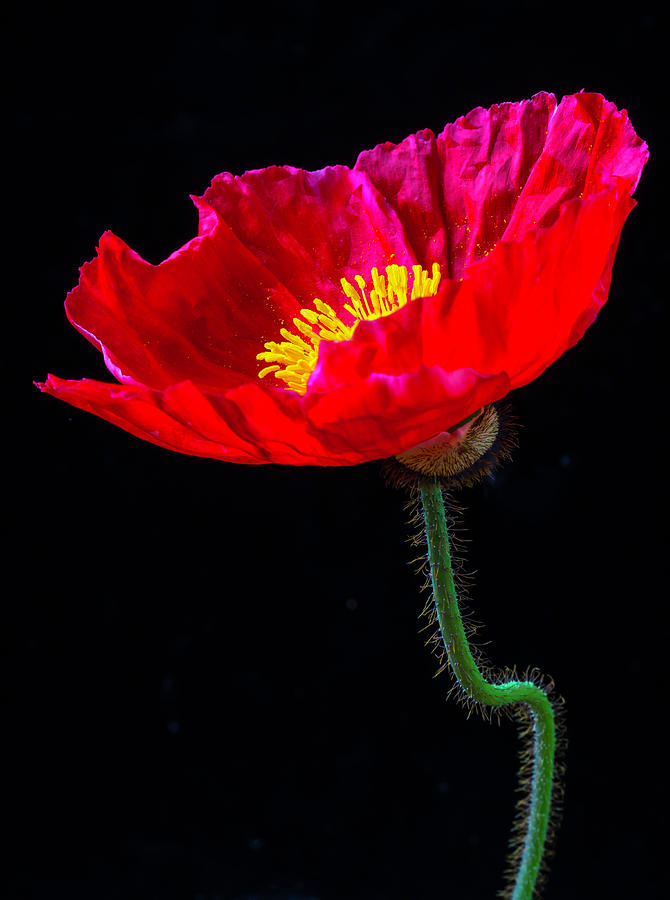 Wonderful Red Poppy Photograph by Garry Gay