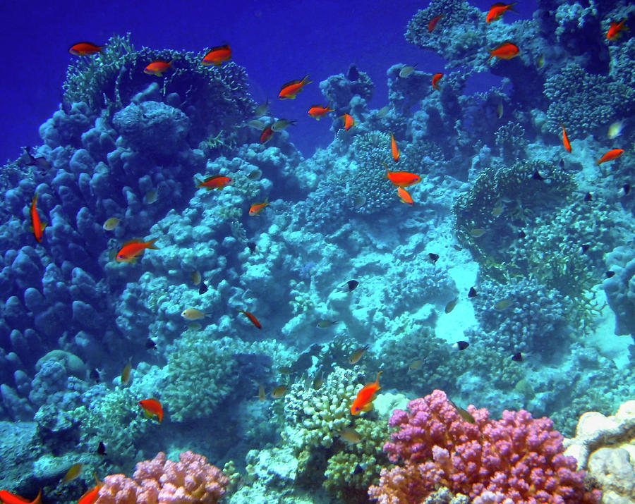 Wonderful Red Sea 6 Photograph by Johanna Hurmerinta