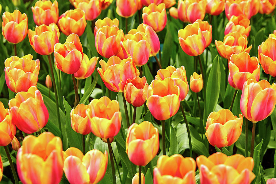 Wonderful red-yellow tulips field of Keukenhof, Netherland Photograph ...