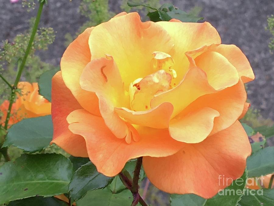 Wonderful Rose Photograph