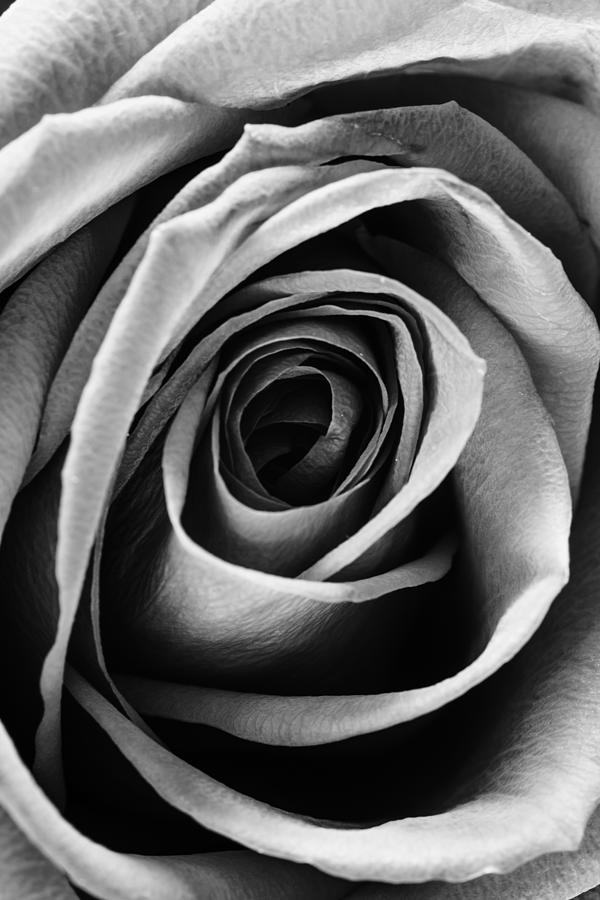 Wonderful Rose in monochrome Photograph by Vishwanath Bhat
