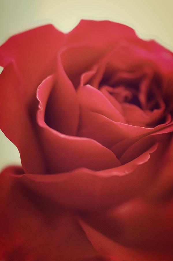 Wonderful Rose... Photograph by The Art Of Marilyn Ridoutt-Greene