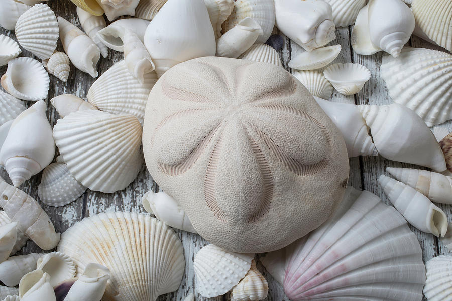 Shell Photograph - Wonderful Sand Dollar by Garry Gay