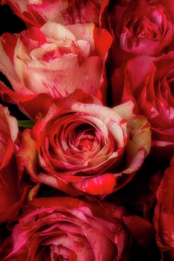 Wonderful Soutime Roses Photograph by Garry Gay