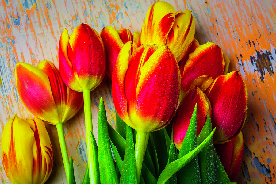 Wonderful Spring Tulips Photograph by Garry Gay