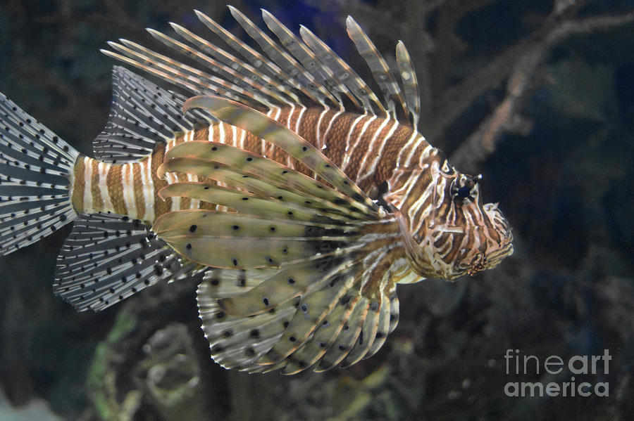 Wonderful Striping on a Zebrafish Swimming Under Water Photograph by DejaVu Designs