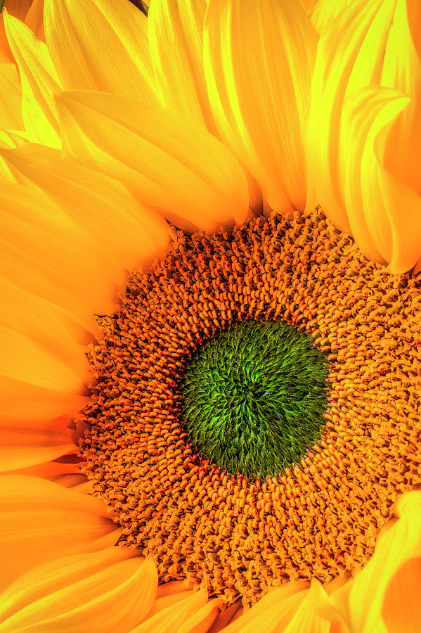 Wonderful Sunflower Close Up Photograph by Garry Gay