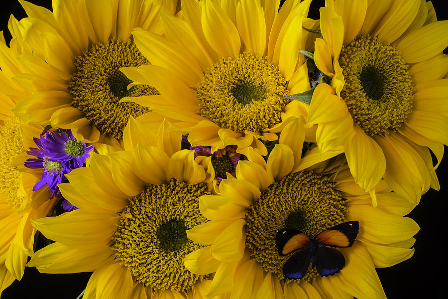 Sunflower Photograph - Wonderful Sunflowers by Garry Gay