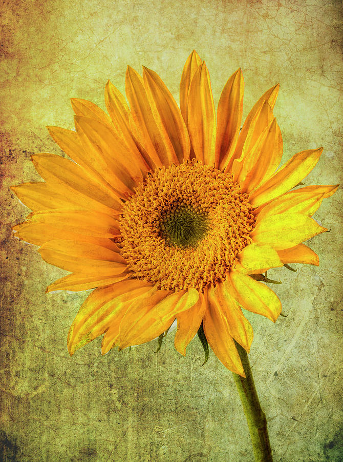 Wonderful Textured Sunflower Photograph by Garry Gay