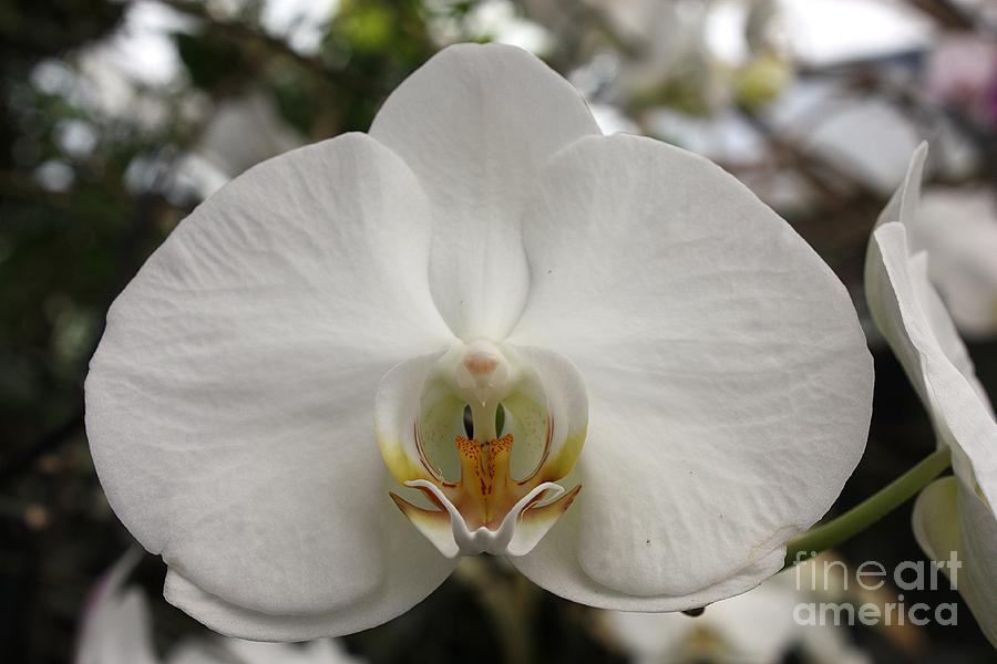 Wonderful White Orchid Photograph by Carol Groenen