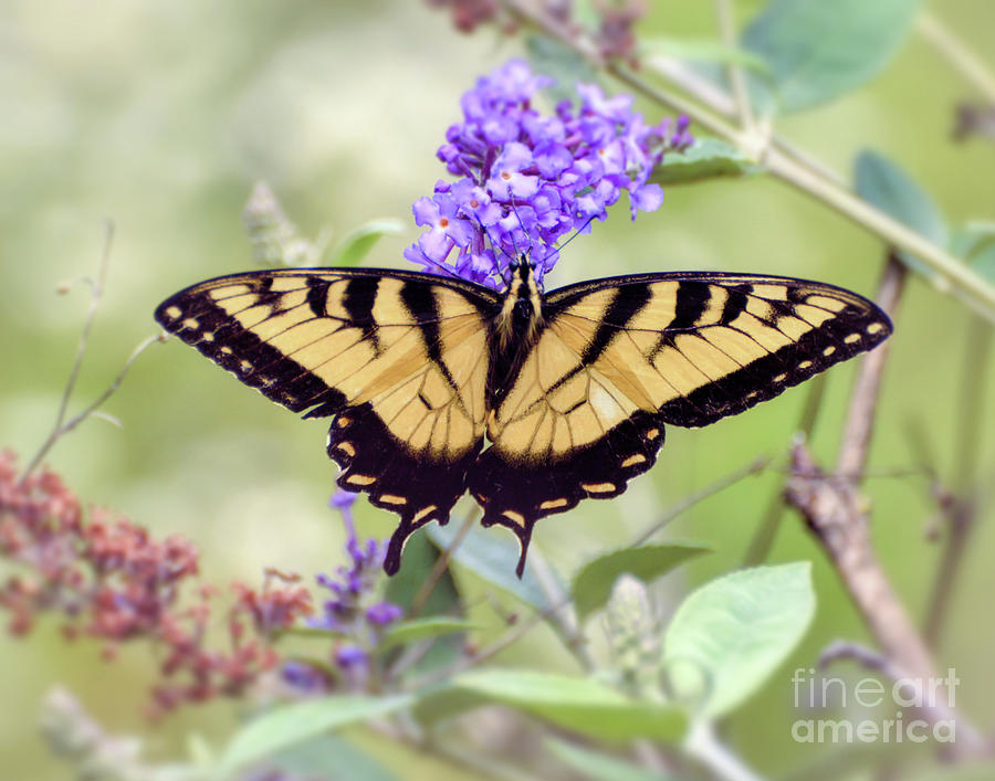 Wonderful Wings - Eastern Tiger Swallowtail Butterfly Photograph by Kerri Farley